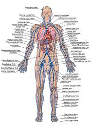 Human Veins Diagram Click Through For The Full Circulatory