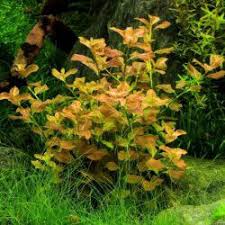 Image result for Limnophila indica