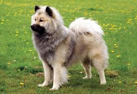 We did not find results for: Canadian Kennel Club Club Canin Canadien