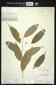 Image result for Crateva eminens