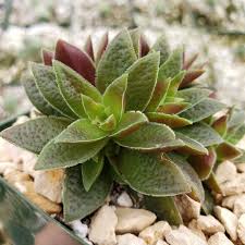 Image result for Crassula alticola