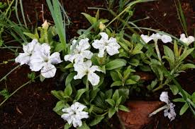 Image result for Cycnium