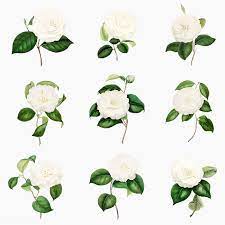 Vintage Set Of White Camellia Flowers Vector Premium Image By Rawpixel Com White Camellia Flowers Flower Illustration