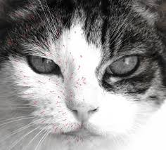 Pin By Red Specs On Personal Cat Face Drawing Cat Art Painting Cat Painting