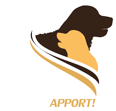 Where are golden retrievers from? Hundeschule Apport Hundeschule Golden Retriever Vom Forsthaus
