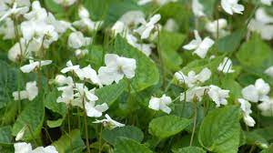Check spelling or type a new query. How To Get Rid Of Wild Violets In Your Lawn