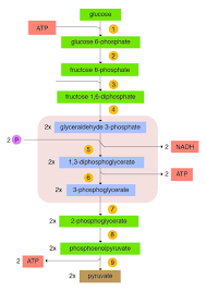 If this level is surpassed, the body cannot deliver oxygen quickly enough to generate atp and anaerobic metabolism kicks in again. V Carbohydrates Metabolism A Guide To The Principles Of Animal Nutrition