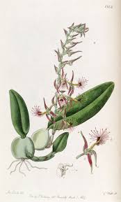 Image result for Bulbophyllum schinzianum