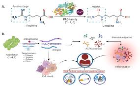 Peptidyl Arginine Deiminases in Chronic Diseases: A Focus on Rheumatoid  Arthritis and Interstitial Lung Disease