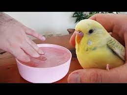 muhabbet kusu nasil yikanir banyo yapmaya alistirma youtube muhabbet kuslari banyo yapma kusu
