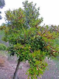 Image result for Rapanea