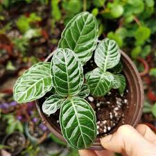 Image result for Psychotria articulata