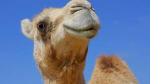 For thousands of years, camels have been the natural and indeed the only way for humans to ferry themselves across these parts of our world, like the sinai, that are great oceans of. My Camel Milk Brings All The Bedouins To The Yard Us Licking Their Lips For Desert Delicacy Al Bawaba