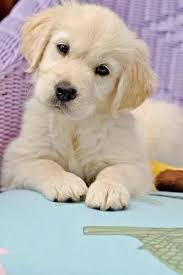 Cachorros Golden