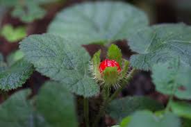 Image result for Rubus pinnatus