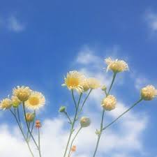 The Hazy Summer Days 16 365 Blue Aesthetic Pastel Aesthetic Wallpapers Light Blue Aesthetic