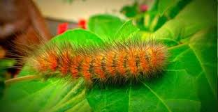 Furry Caterpillar Types With An Identification Chart And