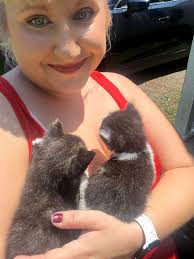 Homes needed for 12 week old kittens