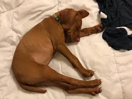 We are a texas hungarian vizsla breeder located in longview, tx just 100 miles east of dallas. Creekside Kennels Texas Warning Hungarian Vizsla Forums