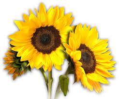 Sunflower Png Image Sunflower Png Sunflower Flowers