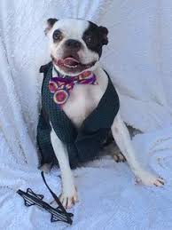 Madison east and west cat clinic locations. 27 Doggie Day Care Prom Ideas Veterinary Services Animal Care Hospital Veterinary