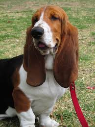 Scam pages have names like basset hound puppies for sale or cute puppies near me. Basset Hounds Gun Dog Breeders And Dog Breeds For Sale Listing