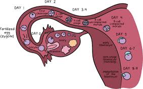 physiology of pregnancy article khan academy