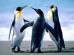 Penguins are birds, so they do have wings. The Evolution Of A Penguin Science Leadership Academy Center City