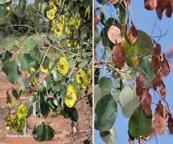 Image result for Pterocarpus rotundifolius