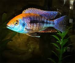 Is a relatively mild natured african cichlid, showing aggression mostly towards its own species in spacious aquaria. Peacock Cichlid Complete Care Tank Guide 2021update
