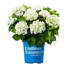 Endless summer original hydrangea, 1 gal original hydrangea, 1 gal another great feature of bloomstruck and this collection is the ability to change the blooms' color to your liking. Blushing Bride Bigleaf Hydrangea Endless Summer