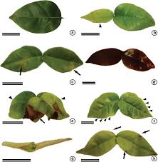 Image result for Eugenia uniflora