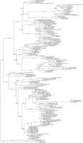 Image result for Droguetia ambigua