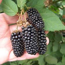 There are 359 black currant fruit for sale on etsy, and they cost $12.09 on average. What Is A Blackberry Fruit Called In Hindi Quora