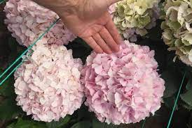 Floraldaily Global Flower News