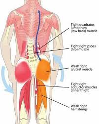 Pin On Anatomy