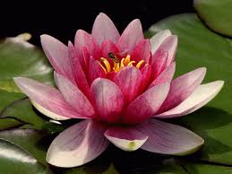 Sri Guru Charana Padma Prema Dharma I carefully offer my obeisance to sri guru's lotus feet, which are the sole abode of devotion. sri guru charana padma prema dharma