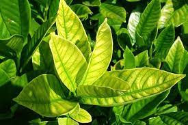 Why Are My Orange Tree Leaves Turning Yellow Orange Faire Pousser Un Citronnier Maladie Citronnier