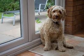Poodle mixes combine a standard, miniature, or toy poodle with. Do Poodle Mixes Shed Here S How To Tell Poodle Report