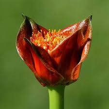 Image result for Scadoxus membranaceus