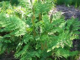 Image result for Osmunda regalis