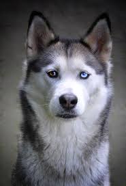Husky, perro, raza de perro, animales. Free Image On Pixabay Husky Dog Siberian Husky Siberian Husky Alaskan Husky Filhotes De Husky