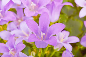 Image result for Campanula