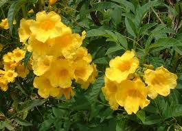 Maybe you would like to learn more about one of these? A Costa Rica Eco Friendly Medicinal Garden Secret Yellow Bells