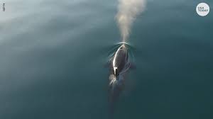 Orca populations and communities consist of pods. Two New J Pod Southern Resident Orcas Born In September