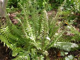 Image result for Polystichum