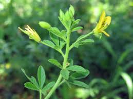 Image result for Cleome aculeata