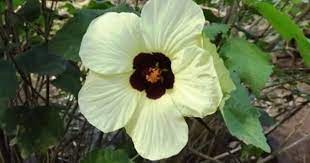 pin on hibiscus calyphyllus lemonyellow rosemallow malvaceae