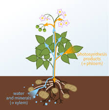 Xylem Meaning In Tamil Shabdkosh