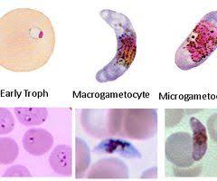 Parasitology Class Id Pictures Flashcards Quizlet Medical Laboratory Flashcards Medical Laboratory Science
